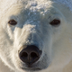 Illustration for article titled Heartbreaking Photos Of Polar Bears Who Will Die Before The Next ‘Metroid Prime’ If Nintendo Doesn’t Get Their Shit Together